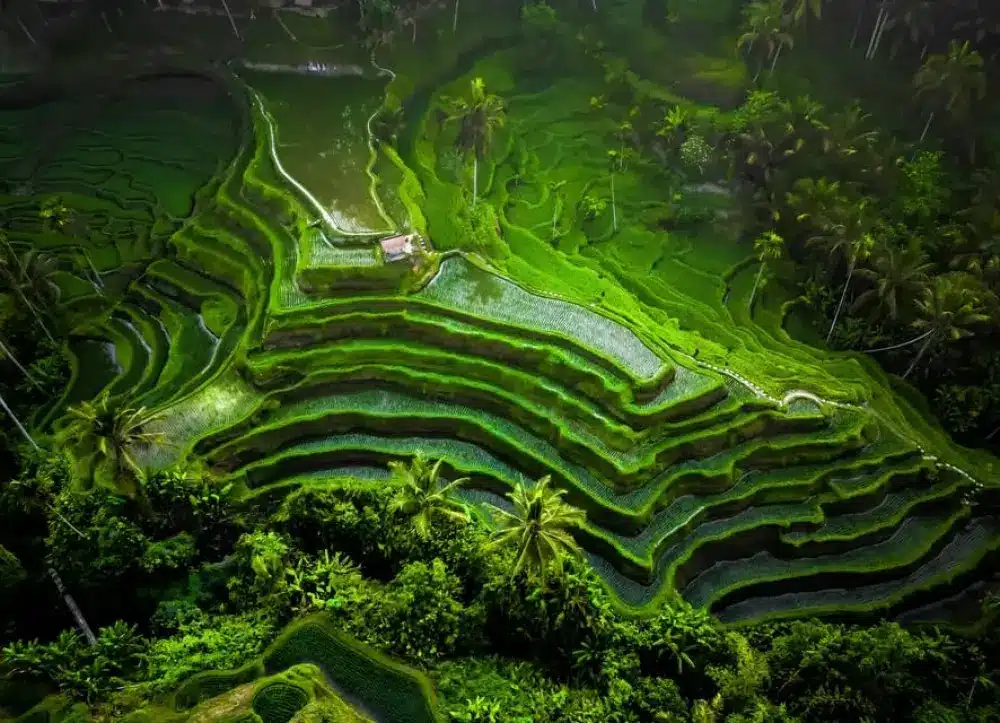 مزارع پلکانی